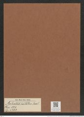 Auliscus caelatus Bail. (de-Toni-Nr.: Genus 171, Species 4362) Zeichnungen Sammlung Grunow Mappe 04315 (Herbarium_W_Grunow_drawings_Folder_04315)